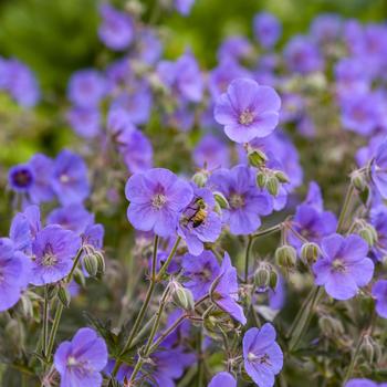 Geranium pratense 'Boom Chocolatta'