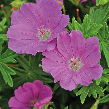 Geranium sanguineum 'Max Frei' 