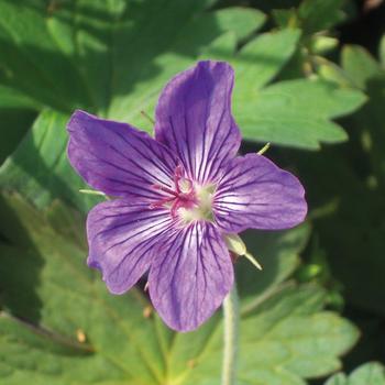 Geranium 'Starman'