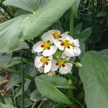 Sagittaria montevidensis