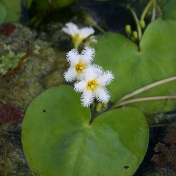 Nymphoides cristata