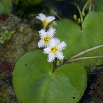 Nymphoides cristata