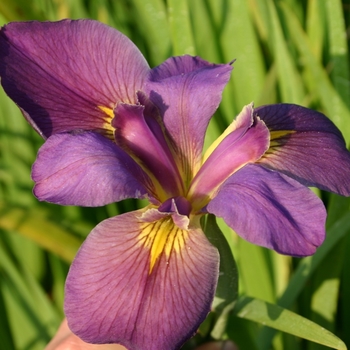 Iris hexagona 'Professor Claude' 