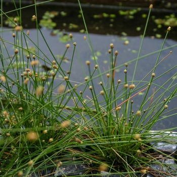 Eleocharis montevidensis