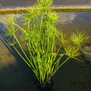 Cyperus haspans