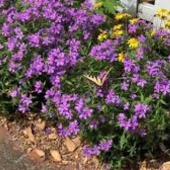 Phlox 'Jagger' 