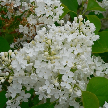 Syringa x oblata 'Betsy Ross' 