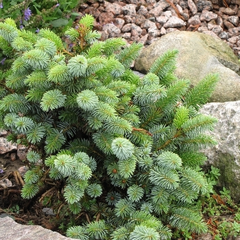 Picea sitchensis 'Silberzwerg' 