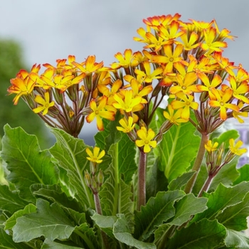 Primula vulgaris 'Oakleaf Yellow Picotee' 