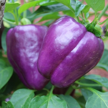 Capsicum annuum 'Purple Beauty' 