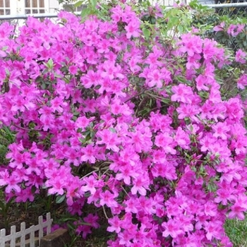 Rhododendron Southern Indica hybrid 'Purple Formosa' 