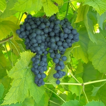 Vitis vinifera 'Pinot Noir' 