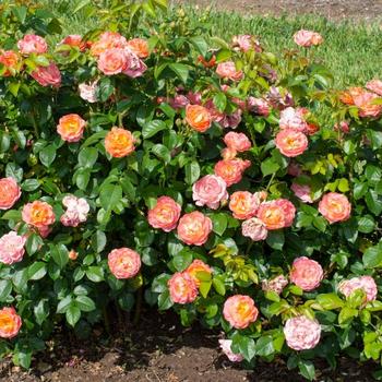 Rosa Knock Out® 'Orange Glow™'