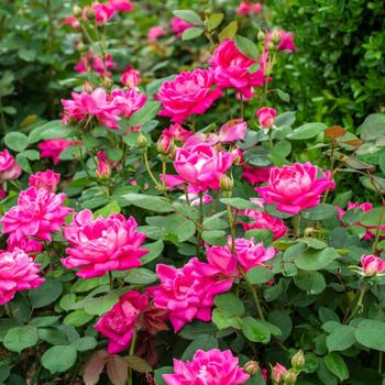 Rosa Knock Out® Pink Double