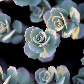 Sedum cauticola 'Blueberry Pie' 