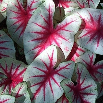 Caladium 'Fiesta' 