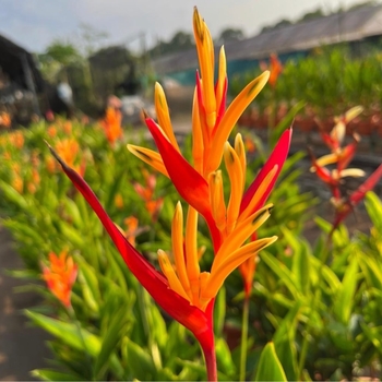 Heliconia psittacorum 'Choconiana' 