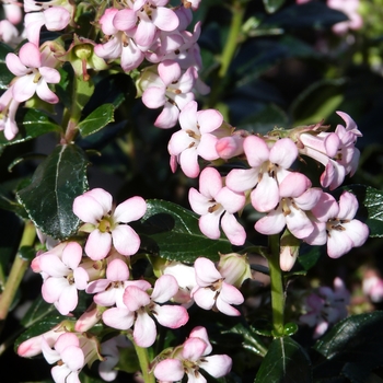 Escallonia 'Compakta' 