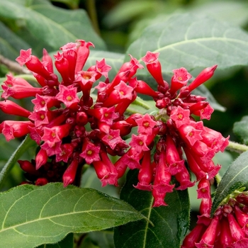 Cestrum fasciculatum 'Newellii' 