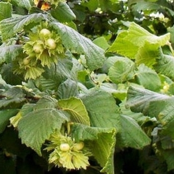 Corylus 'McDonald' 