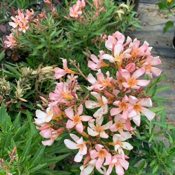 Nerium oleander 'Petite Salmon' 