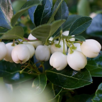 Gaultheria procumbens 'SpecGP11' PP27170