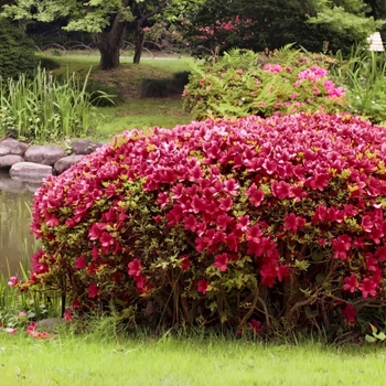 Rhododendron Girard hybrid 'Girard Scarlet' 