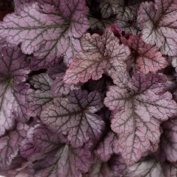 Heuchera 'Purple Rain Forest' 