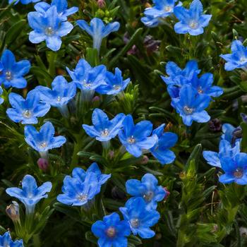 Lithodora 