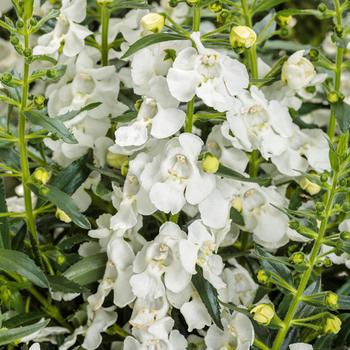 Angelonia 'Super White' 