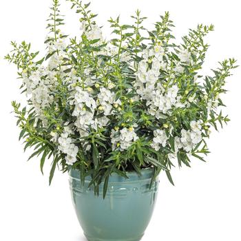 Angelonia Angelface® White