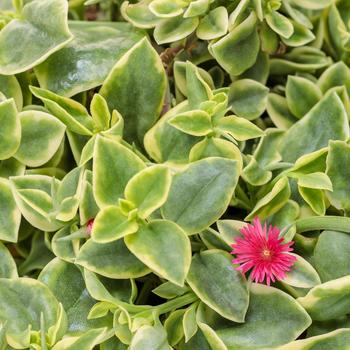 Dorotheanthus bellidiformis 'Mezoo™ Trailing Red' (259140)