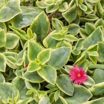 Dorotheanthus bellidiformis 'Mezoo™ Trailing Red'