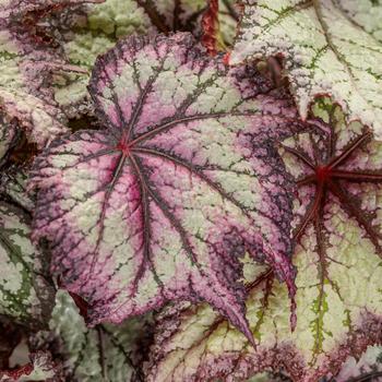 Begonia rex-cultorum Space Age™ 'Europa™'