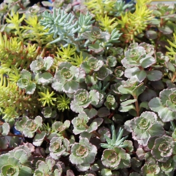 Sedum 'Trailing Trio™' 