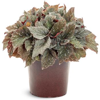 Begonia rex-cultorum Space Age™ 'Triton™' (259151)