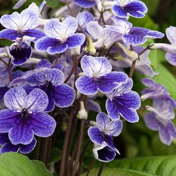 Streptocarpus 