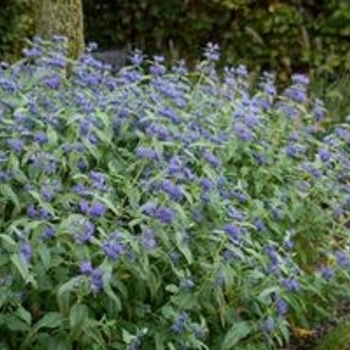 Caryopteris x clandonensis 'Blue Empire' 