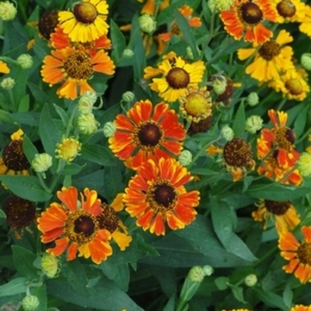 Helenium 'Mardi Gras' 