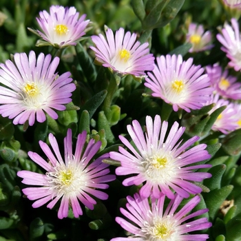 Delosperma 'Rosequartz' PP23452