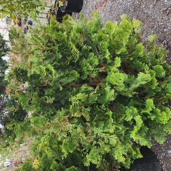 Chamaecyparis obtusa 'Gracilis Compacta' 