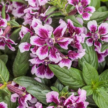 Cuphea procumbens Totally Tempted™ 'Frosted Violets'