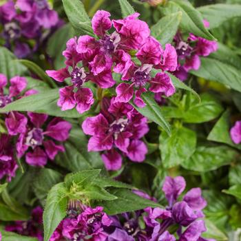 Cuphea procumbens 'Vivid Violet' 