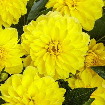 Dahlia variabilis 'Dayglo Yellow™' 