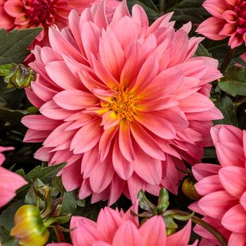 Dahlia variabilis Virtuoso™ 'Pinkerific™'