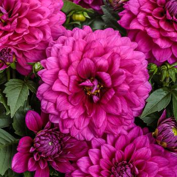 Dahlia variabilis Virtuoso™ 'Vibrant Violet™'