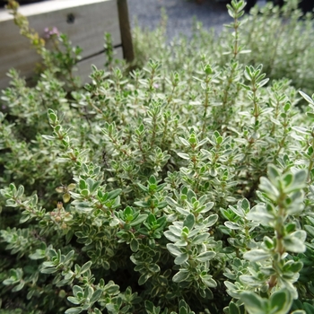 Thymus argenteus 'Hi-Ho Silver' 