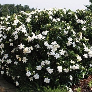 Gardenia jasminoides 'Daisy' 