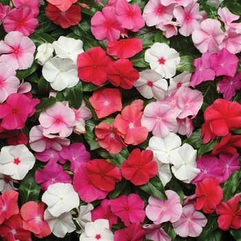 Catharanthus roseus 'Series' 