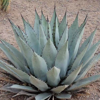 Agave neomexicana